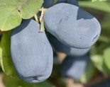 Sinikuslapuu Lonicera edulis 'Indigo gem'