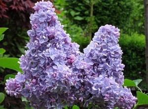 Harilik sirel Syringa vulgaris 'Carpe Diem'