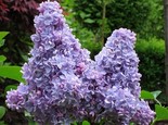 Harilik sirel Syringa vulgaris 'Carpe Diem'