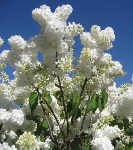 Harilik sirel Syringa vulgaris 'Mazais Princis'