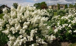 Harilik sirel Syringa vulgaris 'Mazais Princis'