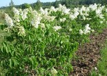 Harilik sirel Syringa vulgaris 'Mazais Princis'