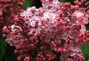 Harilik sirel Syringa vulgaris 'Mulatka'