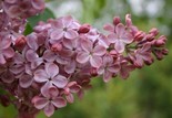 Harilik sirel Syringa vulgaris 'Mulatka'