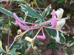 Itaalia kuslapuu Lonicera x italica 'Harlequin'