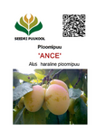 Ploomipuu Prunus 'Ance'