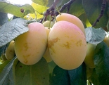 Ploomipuu Prunus 'Ance'