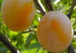 Ploomipuu Prunus 'Ance'