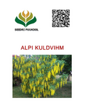 Alpi kuldvihm Laburnum alpinum