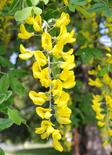 Alpi kuldvihm Laburnum alpinum