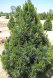 Alpi seedermänd Pinus cembra