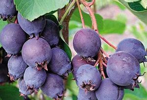 Lepalehine toompihlakas Amelanchier alnifolia 'Mandam'