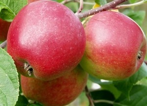 Õunapuu Malus domestica 'Sandra'
