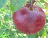 Õunapuu Malus domestica 'Sandra'