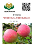 Õunapuu Malus domestiga 'Grushovka Moskovskaja'