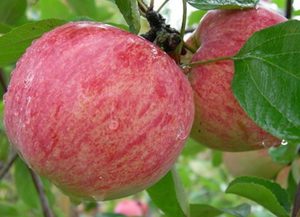 Õunapuu Malus domestica 'Korichnoe polosatoe'