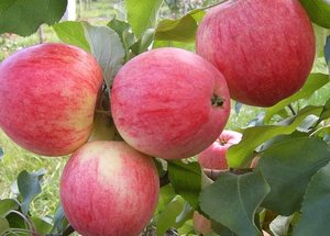 Õunapuu Malus domestica 'Medunitsa'