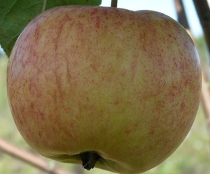 Õunapuu Malus domestica 'Krapes cukurins'