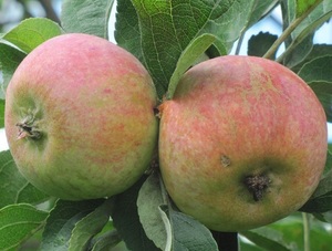 Õunapuu Malus domestica 'Korobovka'