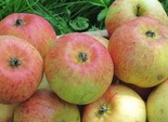 Õunapuu Malus domestica 'Korobovka'