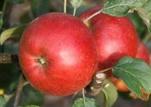 Õunapuu Malus domestica 'Tartu roosõun'
