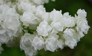 Harilik sirel Syringa vulgaris 'Pamjat o Kolesnikove'