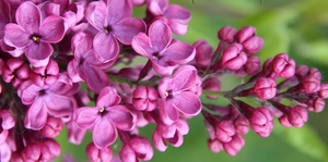 Harilik sirel Syringa vulgaris 'Sarah Sands'