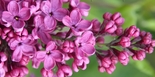 Harilik sirel Syringa vulgaris 'Sarah Sands'