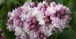 Harilik sirel Syringa x hyacinthifloora 'Fantasy'