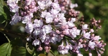 Harilik sirel Syringa x hyacinthifloora 'Anabel'