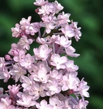 Harilik sirel Syringa x hyacinthifloora 'Anabel'