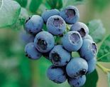 Kultuurmustikas Vaccinium 'Bluecrop'