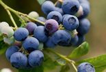 Kultuurmustikas Vaccinium 'Earliblue'