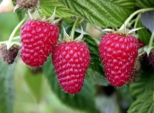Harilik vaarikas Rubus idaeus 'Willamette'