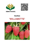 Harilik vaarikas Rubus idaeus 'Willamette'
