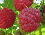 Harilik vaarikas Rubus idaeus 'Novokitaivska'