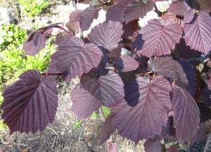 Harilik sarapuu Corylus avellana 'Fuscorubra'