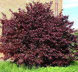 Harilik sarapuu Corylus avellana 'Fuscorubra'