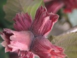 Harilik sarapuu Corylus avellana 'Fuscorubra'