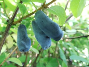 Sinikuslapuu Lonicera caerulea var edulis 'Nimfa'