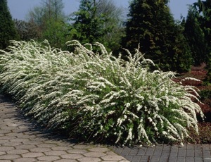 Tuhkurenelas Spiraea x cinerea 'Grefsheim'