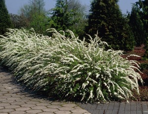 Tuhkurenelas Spiraea x cinerea 'Grefsheim'