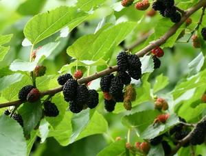 Must mooruspuu Morus nigra 