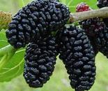 Must mooruspuu Morus nigra 