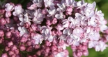 Harilik sirel Syringa vulgaris 'Belle de Nancy'