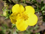 Põõsasmaran Potentilla fruticosa 'Dart's Golddigger'