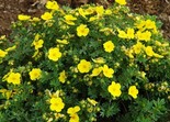 Põõsasmaran Potentilla fruticosa 'Dart's Golddigger'