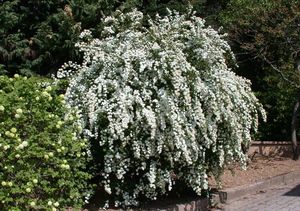 Van Houtte'i enelas Spiraea x vanhouttei