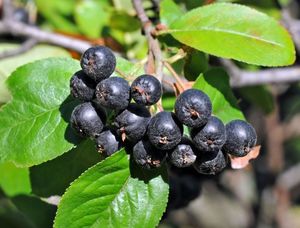 Aedaroonia Aronia 'Nero'