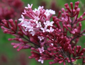 Meyeri sirel Syringa meyeri 'Red Pixie'